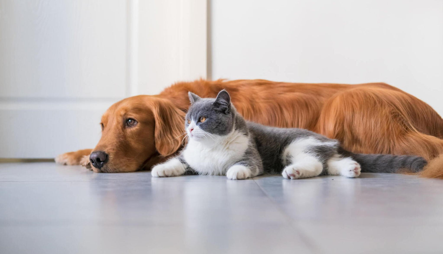 Dog chilling with a cat 