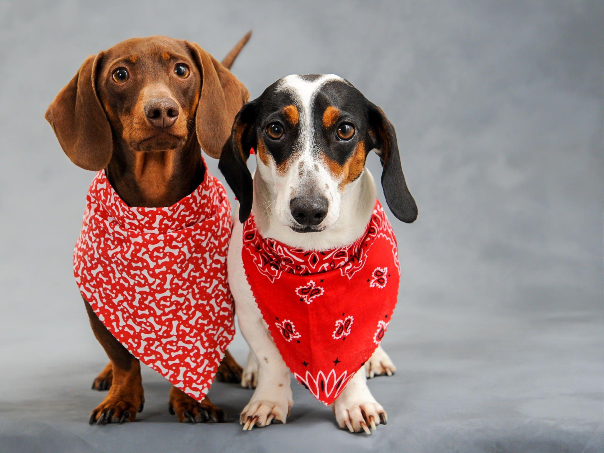 Dogs dressed up with pet essentials